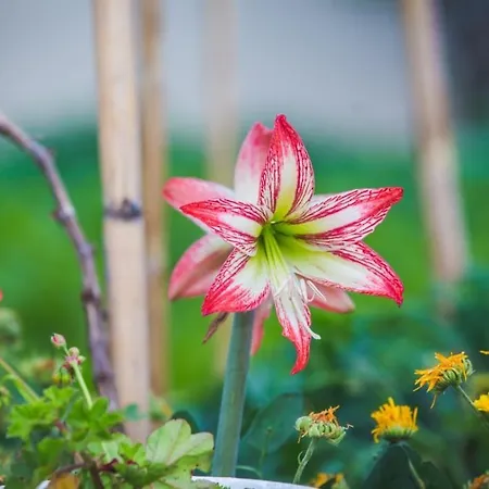 Apartamento In With Balcony, Air Conditioning, Wifi, Washing Machine Lopar